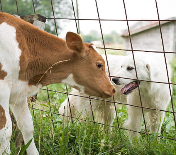 A young calf and dog greet each other between the fence.